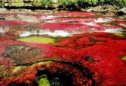 Caño Cristales wajahat22-2-2013 (